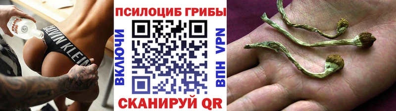 Галлюциногенные грибы Psilocybe  omg tor  Кизилюрт  продажа наркотиков 
